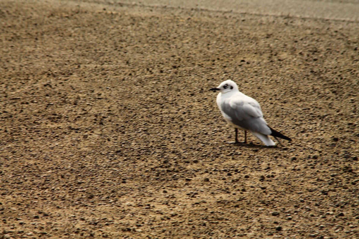 Gaviota Andina - ML625434769