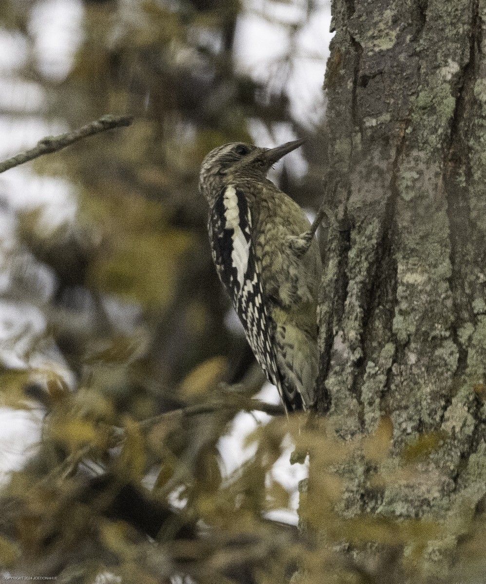 Yellow-bellied Sapsucker - ML625435188