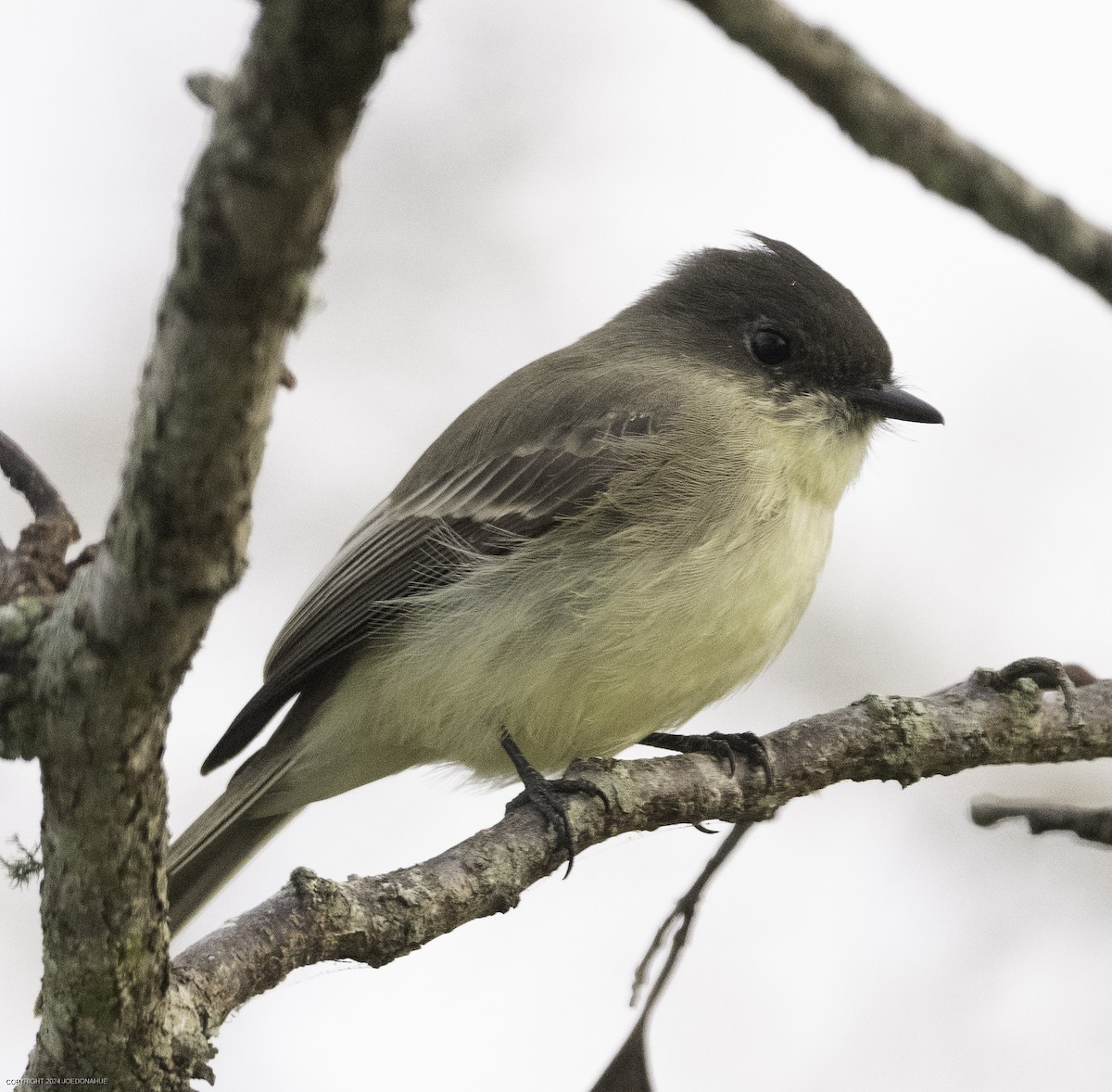 Eastern Phoebe - ML625435228