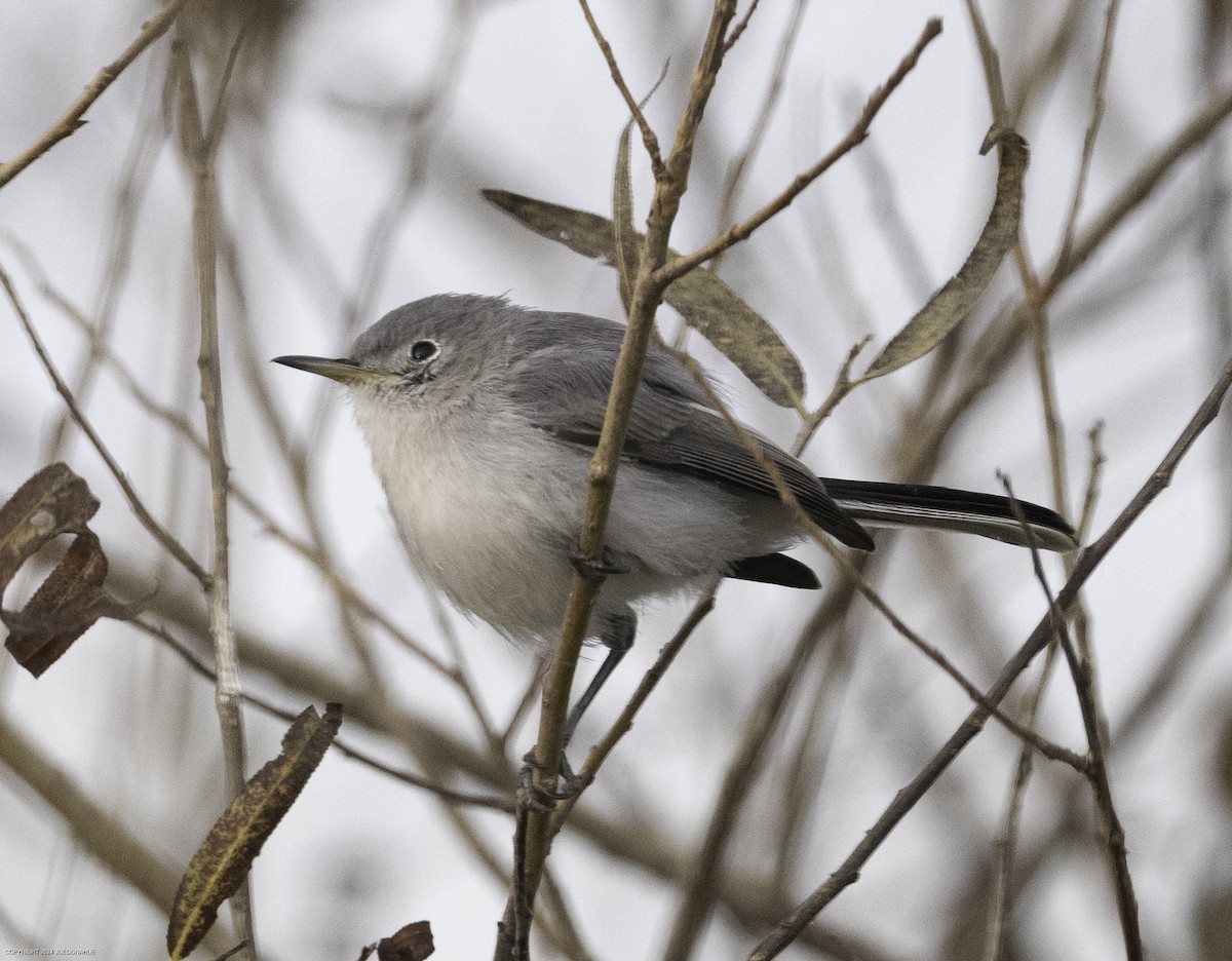 Blue-gray Gnatcatcher - ML625435252