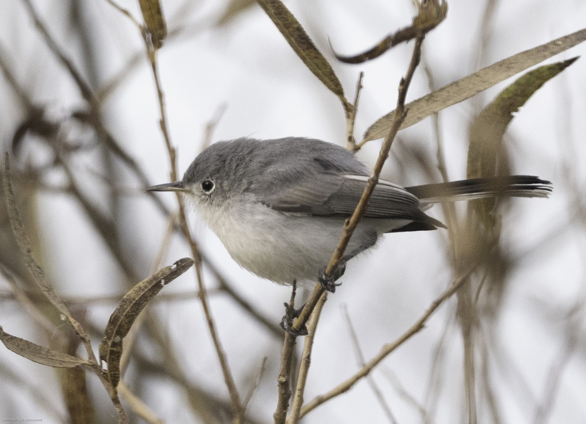 Blue-gray Gnatcatcher - ML625435253