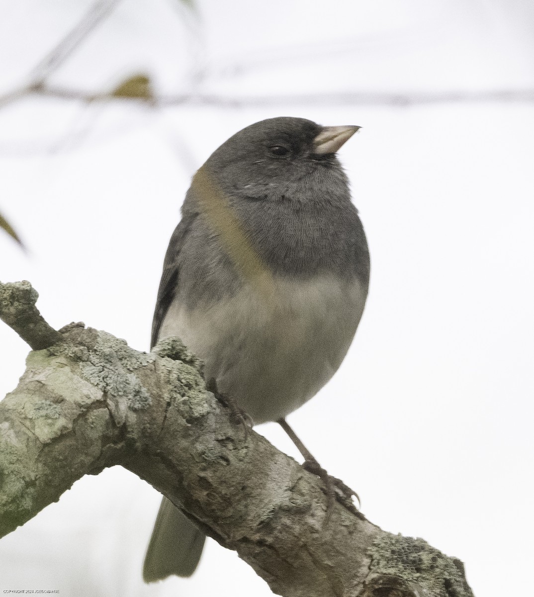 Dark-eyed Junco - ML625435258