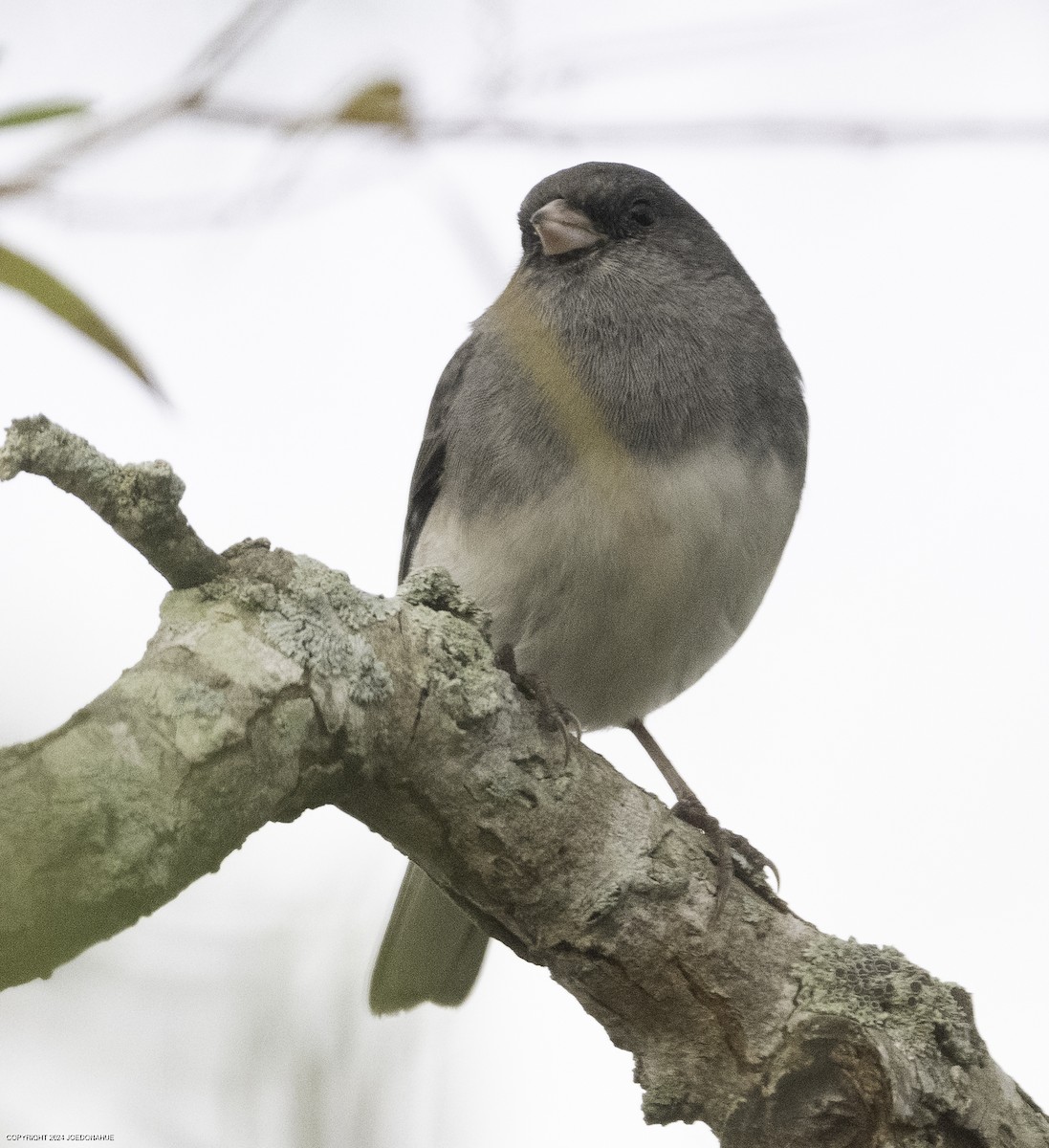 Dark-eyed Junco - ML625435259