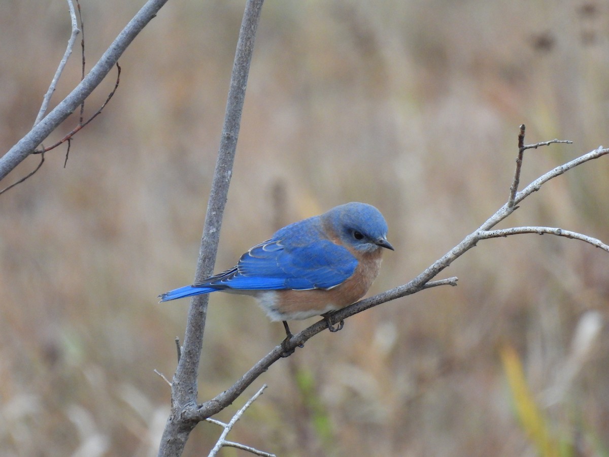 Eastern Bluebird - Philippe Jobin