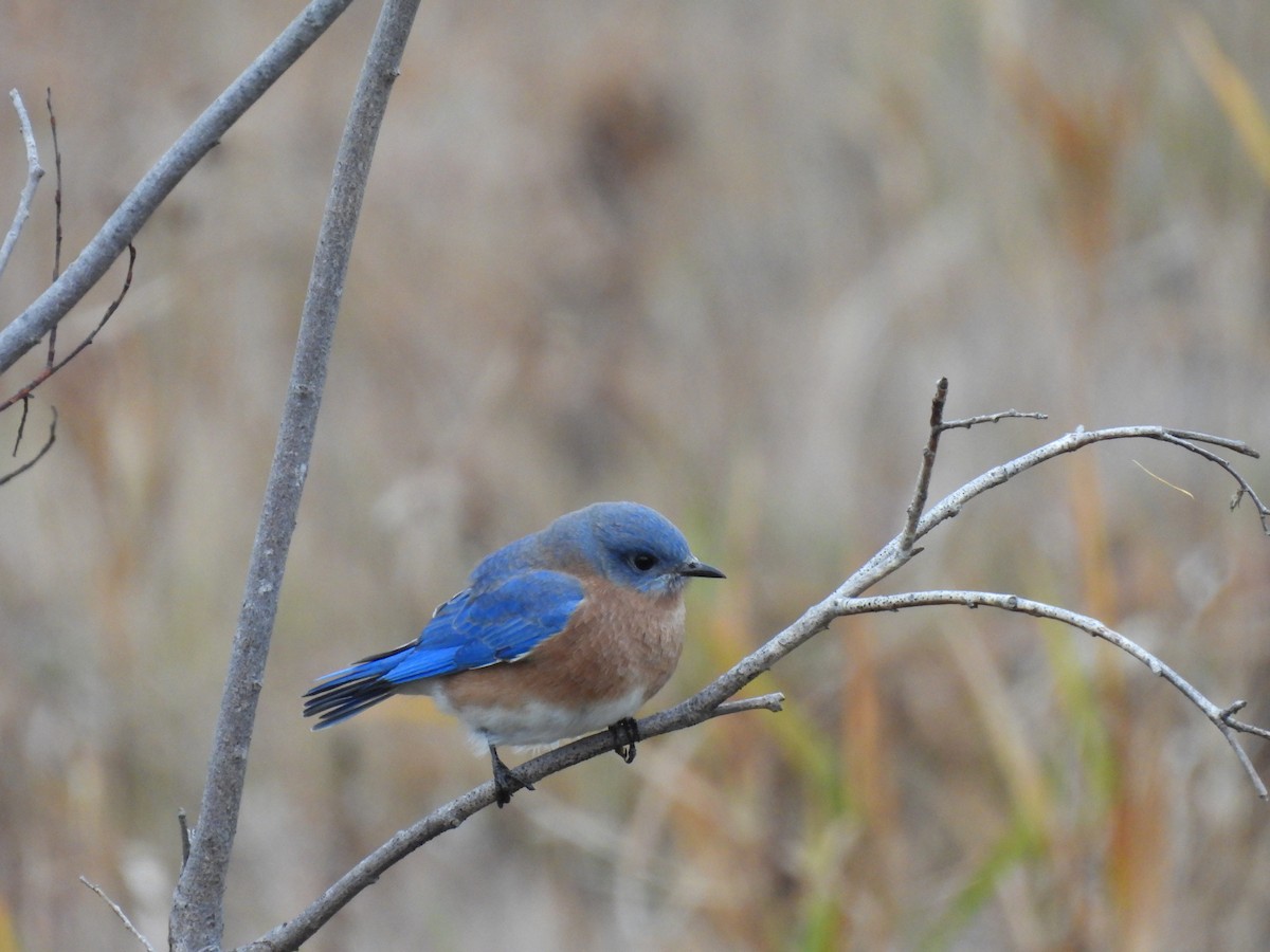 Eastern Bluebird - Philippe Jobin