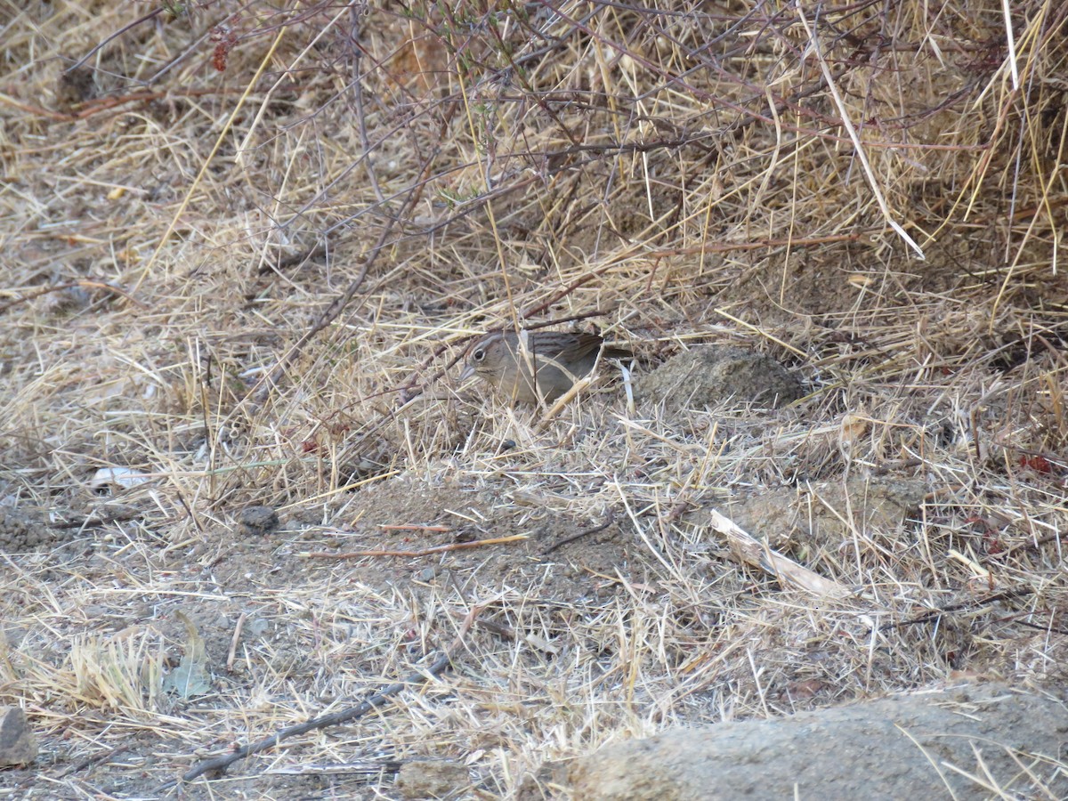 Rufous-crowned Sparrow - ML625435438