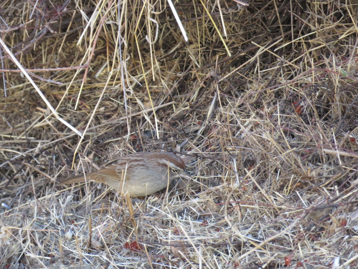 Rufous-crowned Sparrow - ML625435445