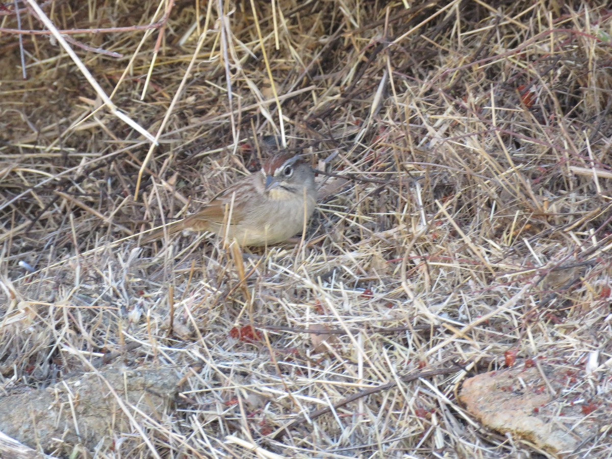Rufous-crowned Sparrow - ML625435448