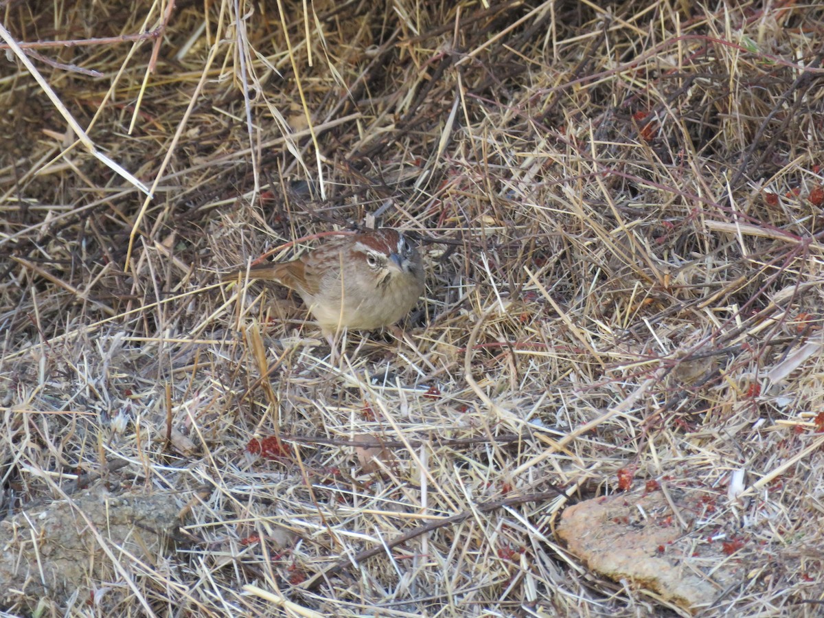 Rufous-crowned Sparrow - ML625435450