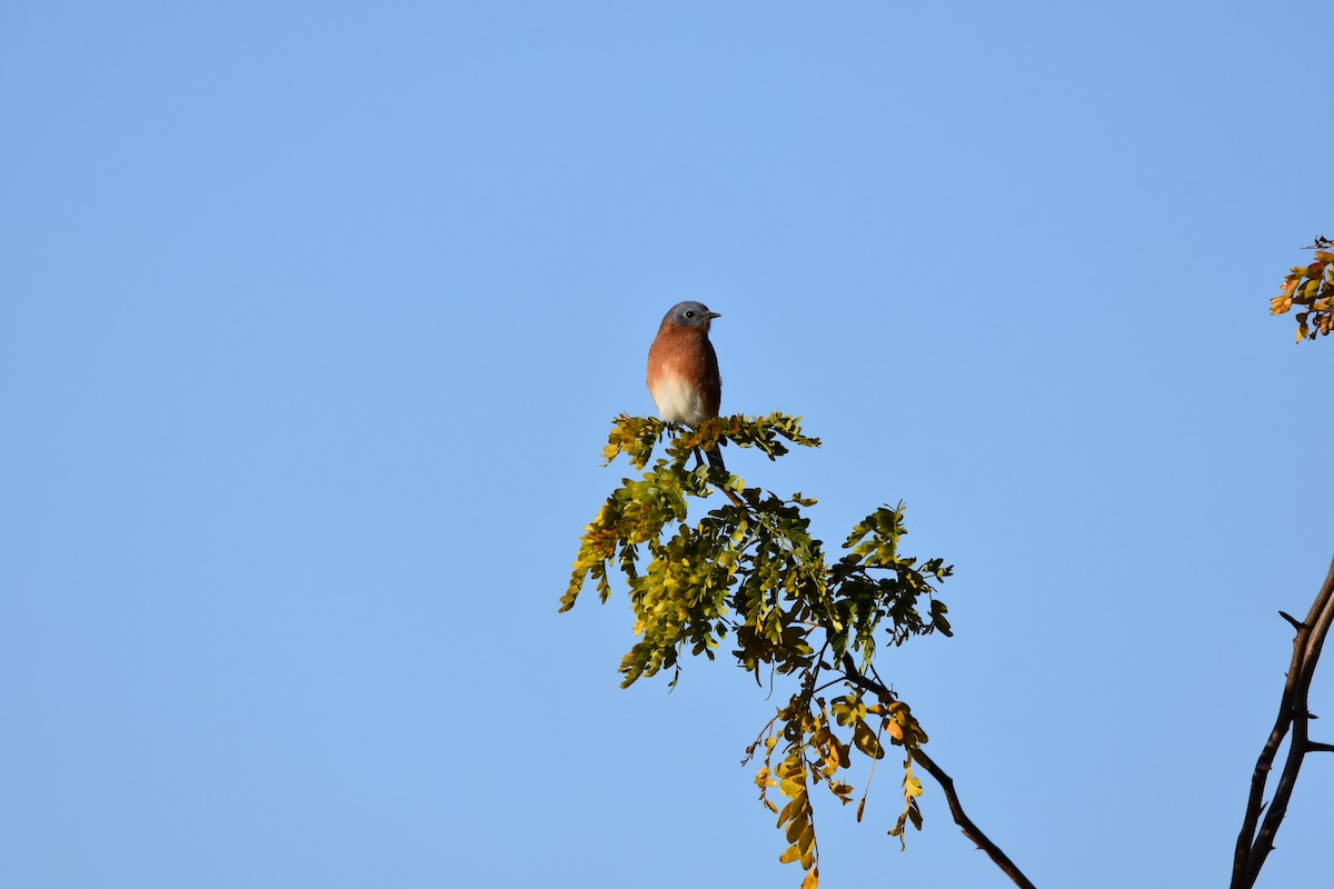 Eastern Bluebird - ML625435507