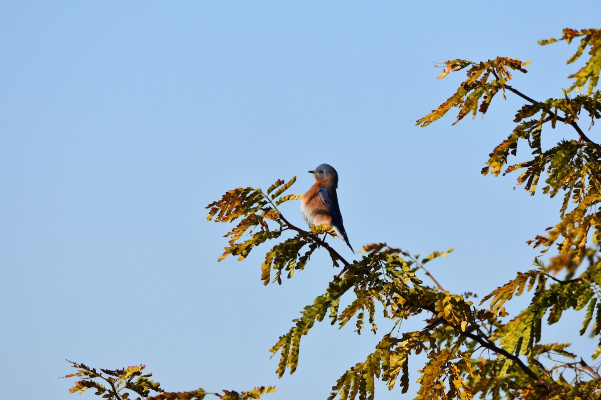 Eastern Bluebird - ML625435508