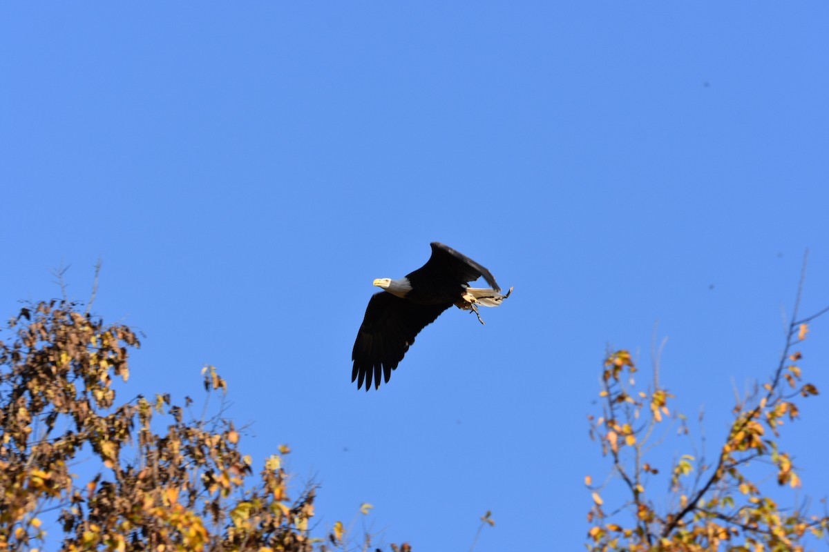 Bald Eagle - ML625435521