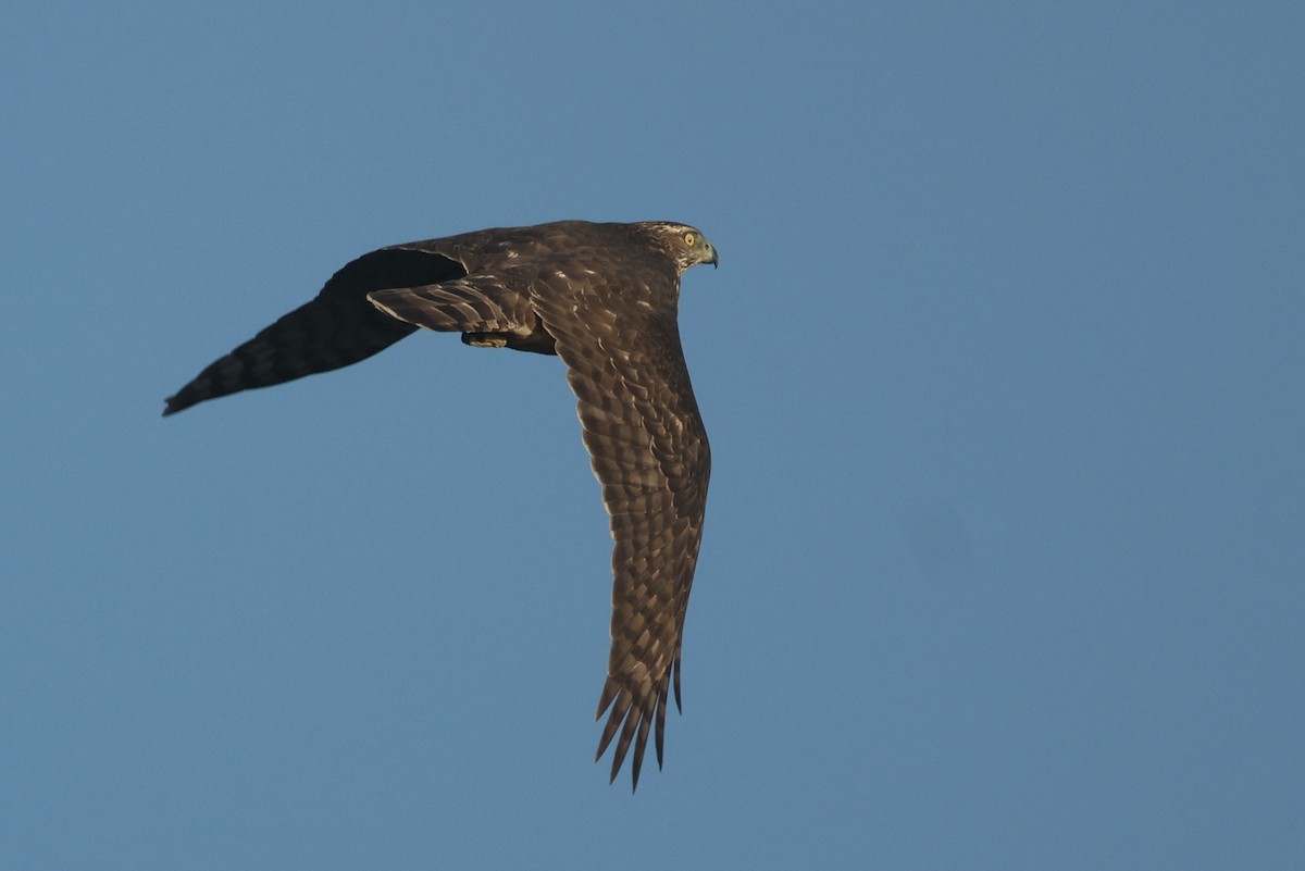 Eurasian Goshawk - ML625435530