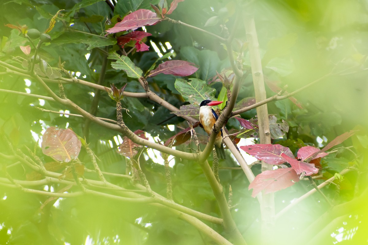 Black-capped Kingfisher - ML625435798