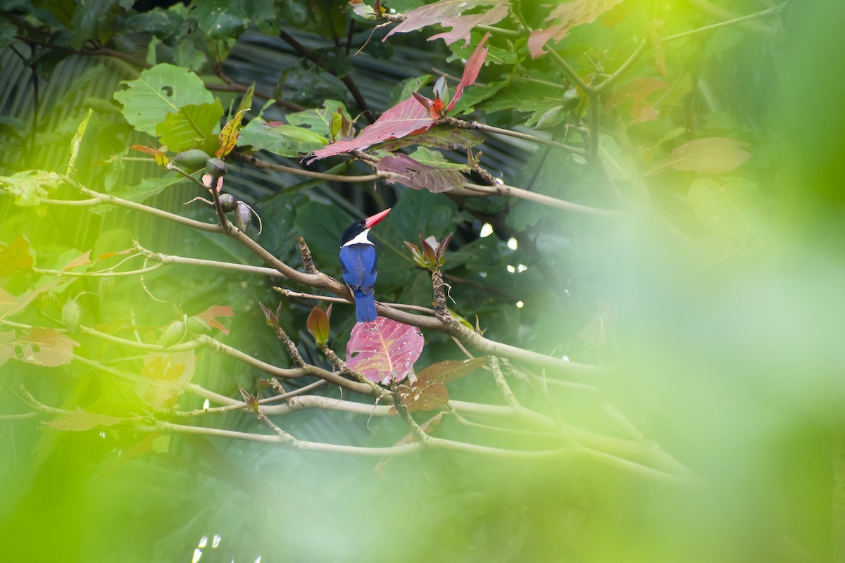 Black-capped Kingfisher - ML625435799