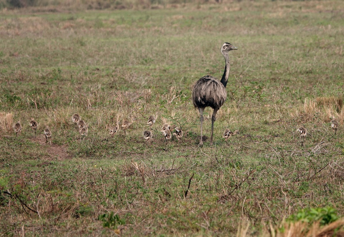 Greater Rhea - Diane Drobka