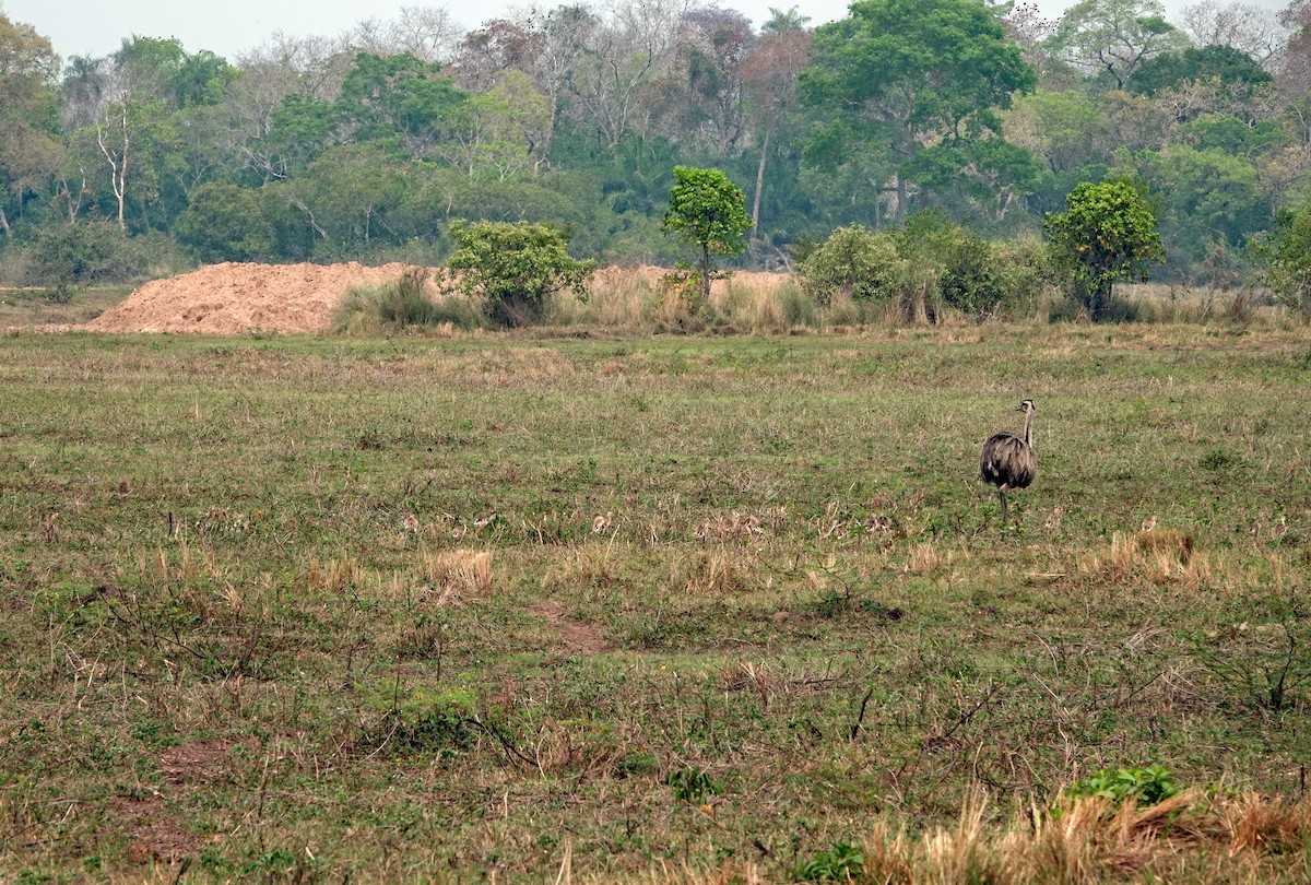 Greater Rhea - ML625435848