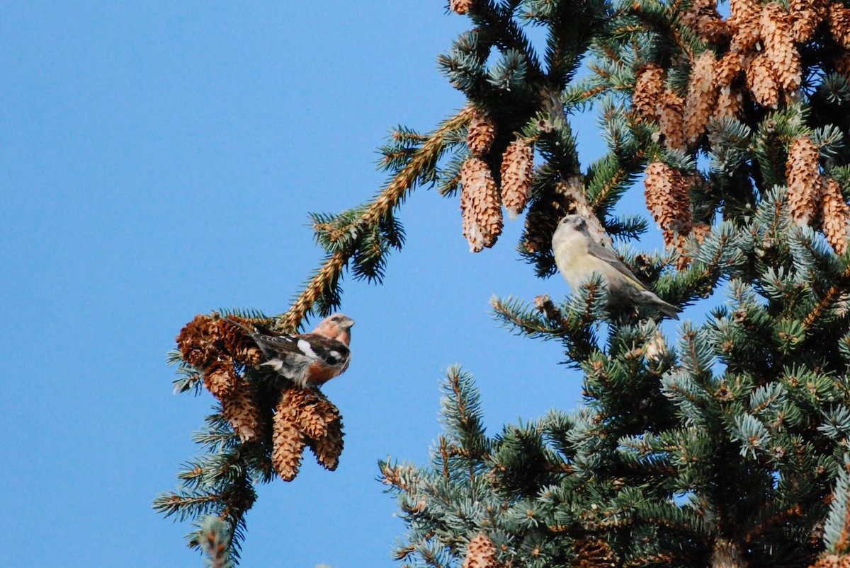 White-winged Crossbill - ML625435907