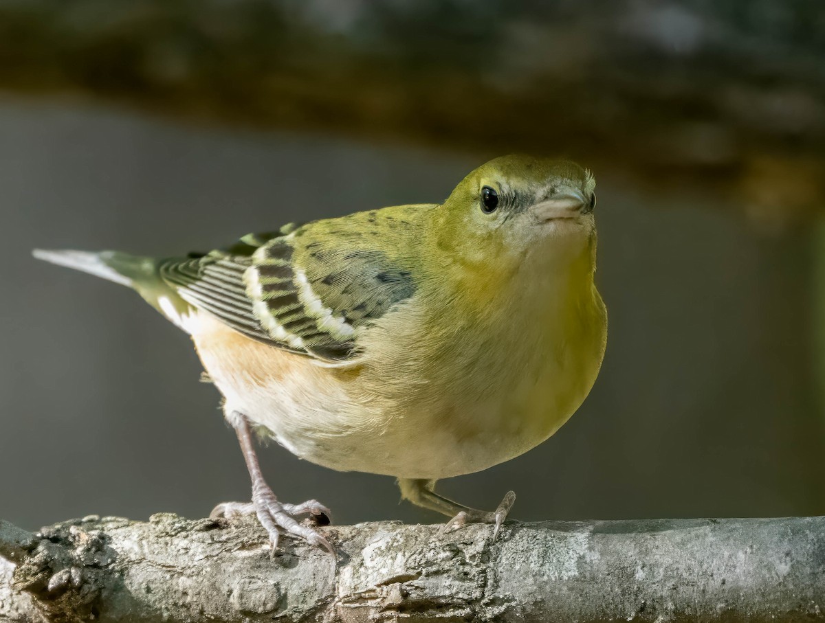Bay-breasted Warbler - ML625435970