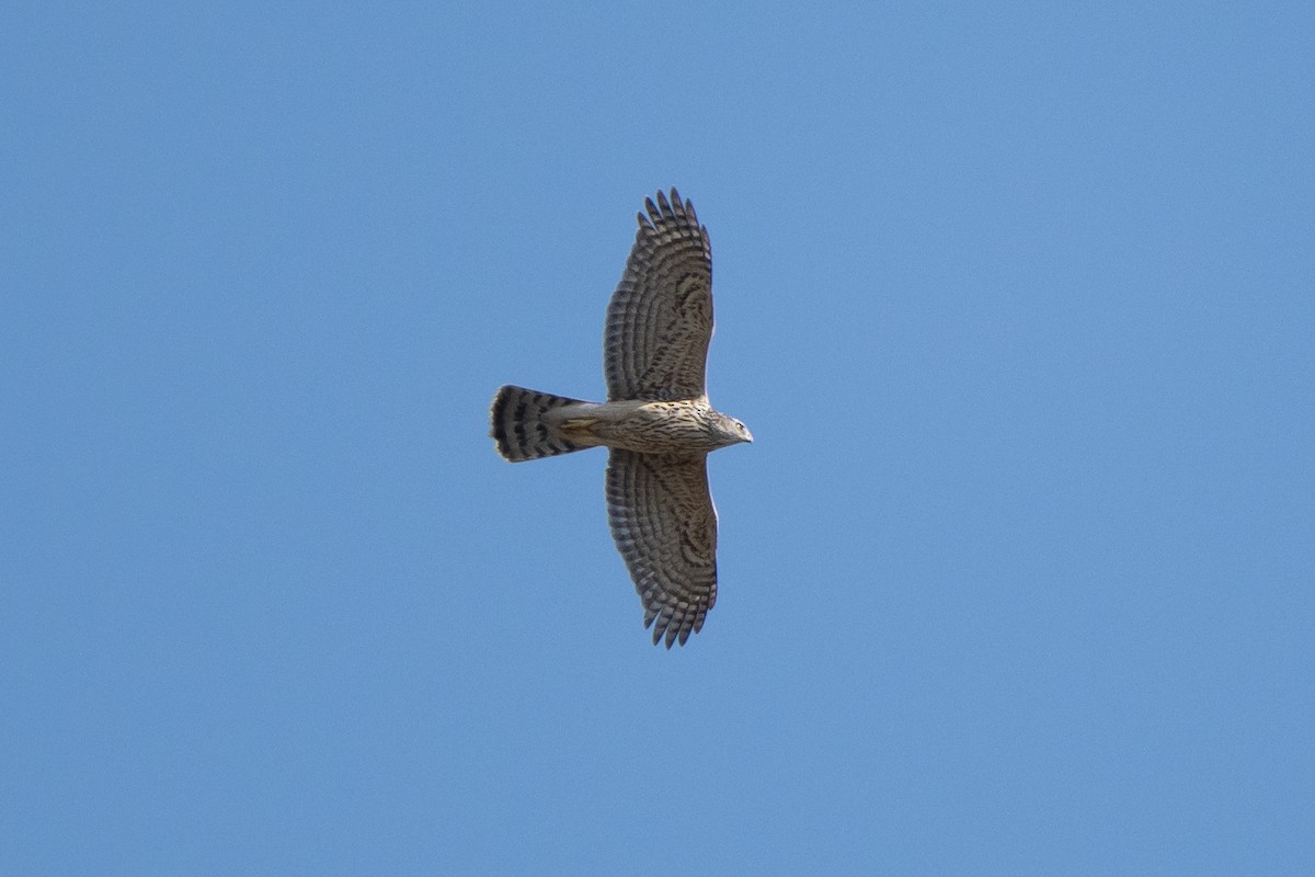 Eurasian Goshawk - Heon Yoon