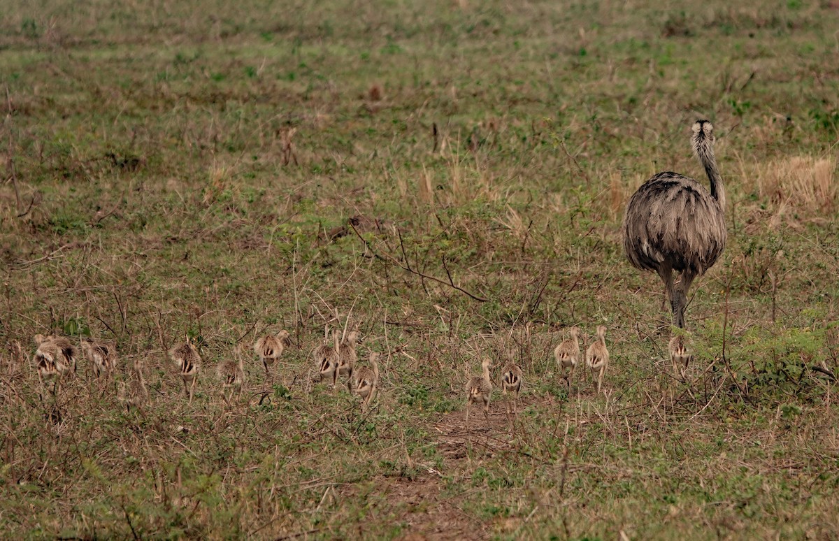 Greater Rhea - ML625436080