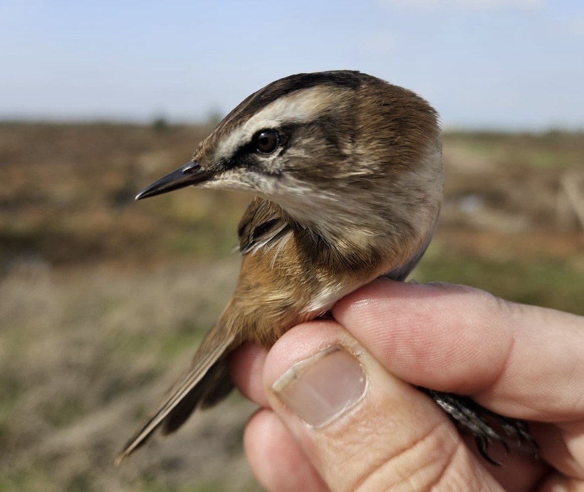 Moustached Warbler - ML625436157