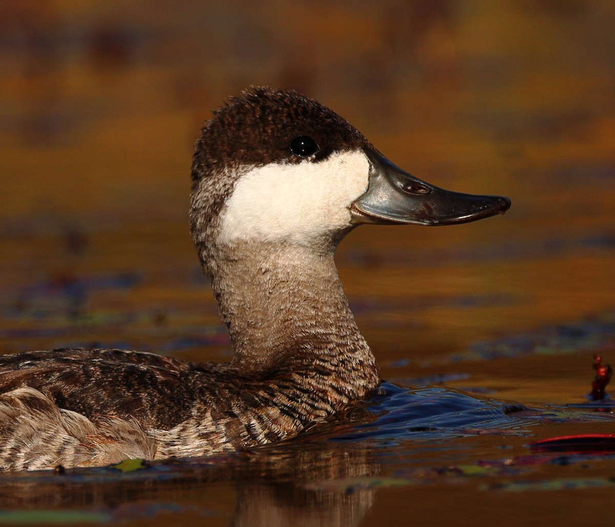 Ruddy Duck - ML625436183