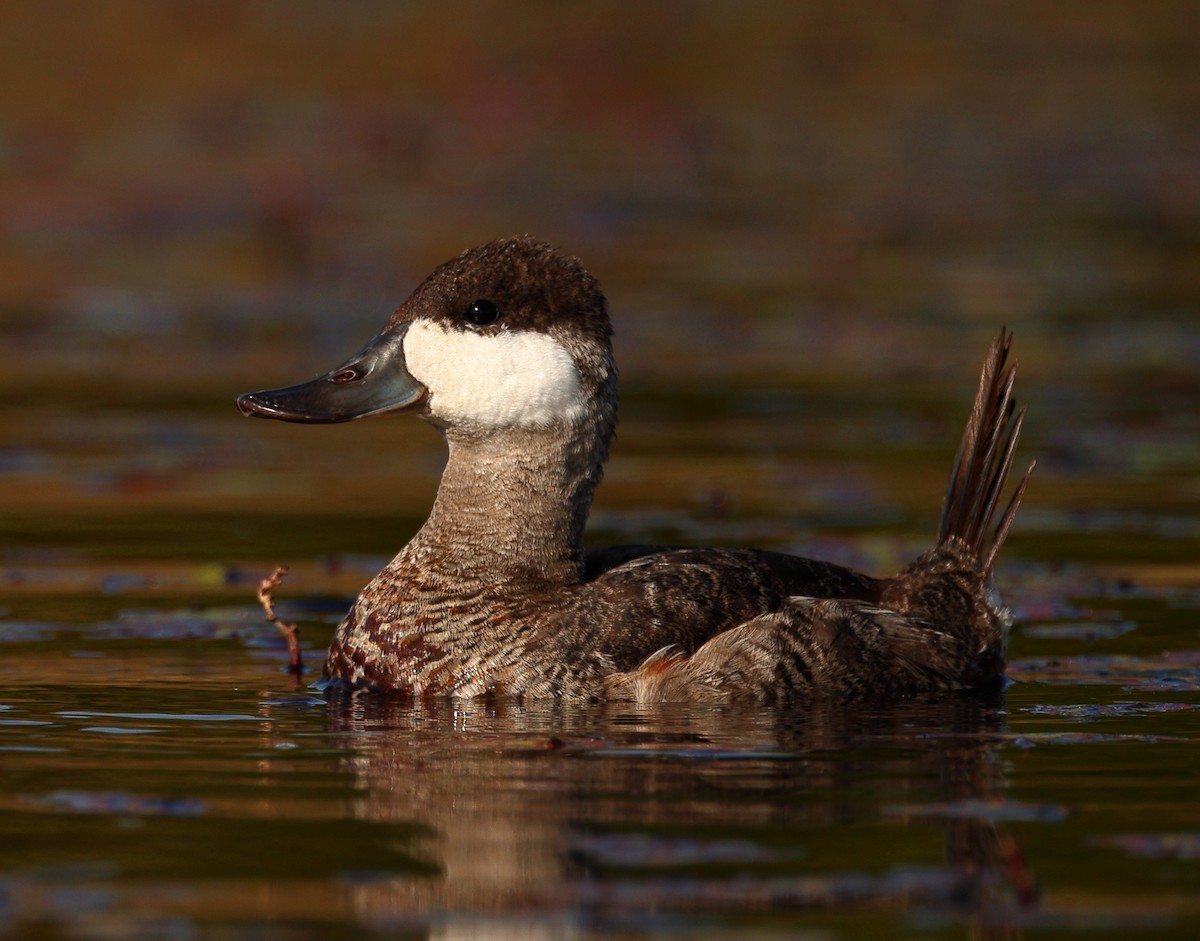 Ruddy Duck - ML625436184