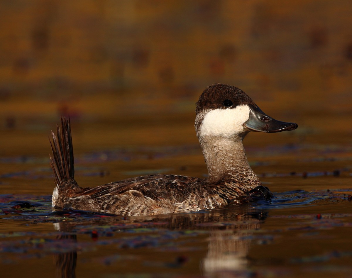 Ruddy Duck - ML625436185