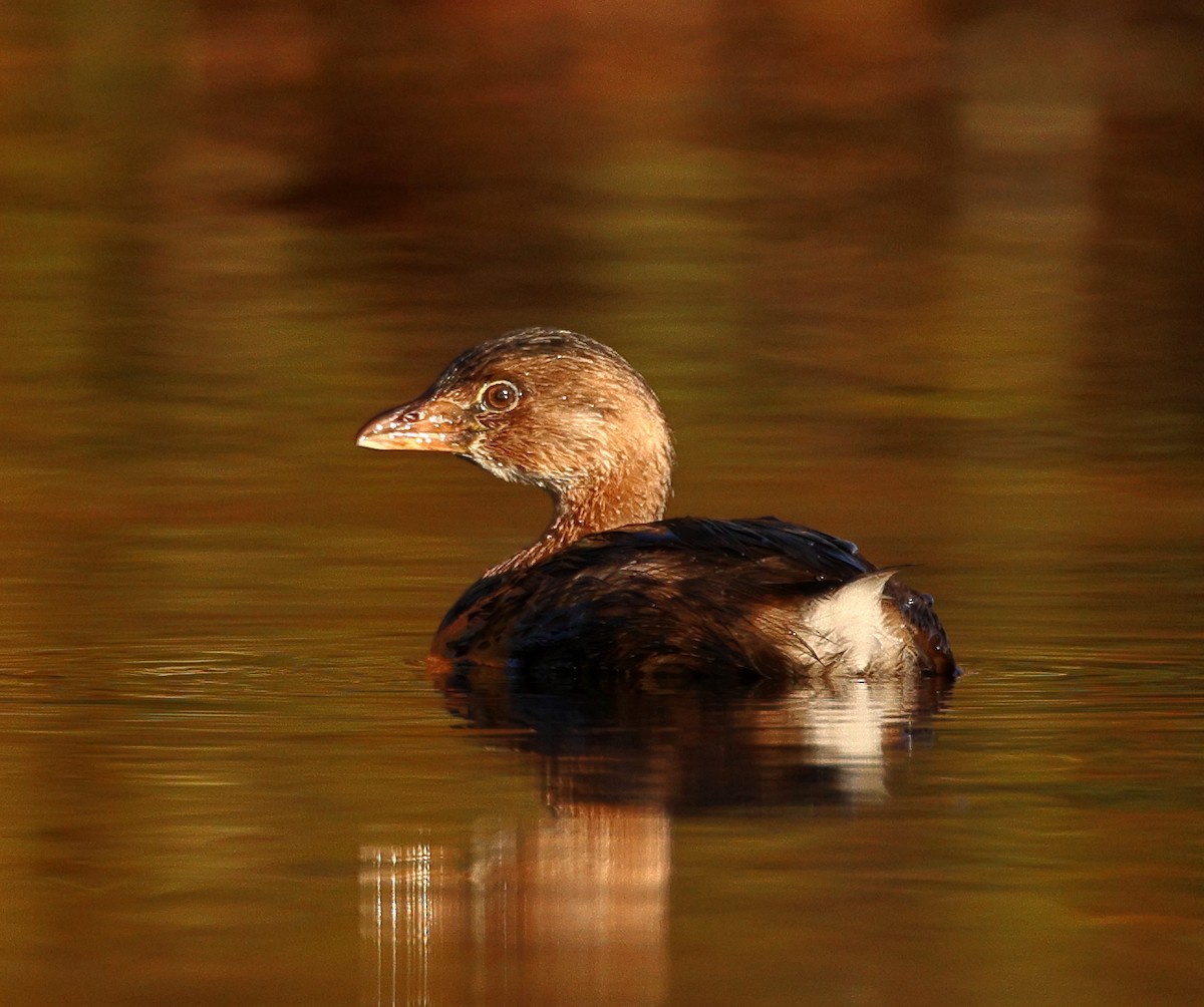 Pied-billed Grebe - ML625436194