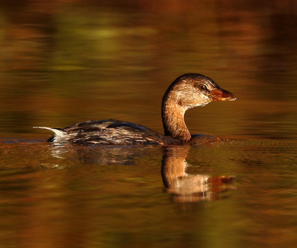 Pied-billed Grebe - ML625436195