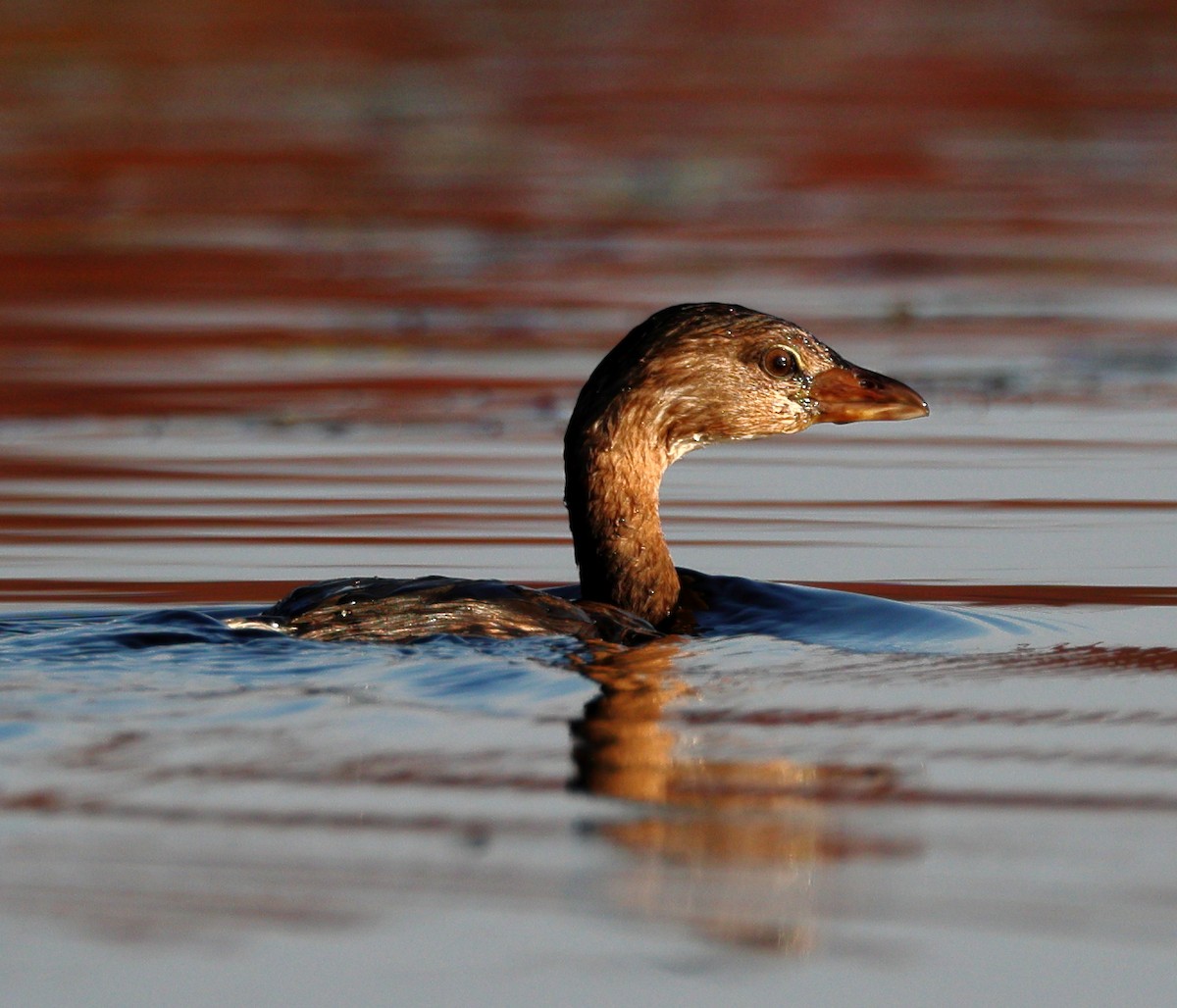 Pied-billed Grebe - ML625436196