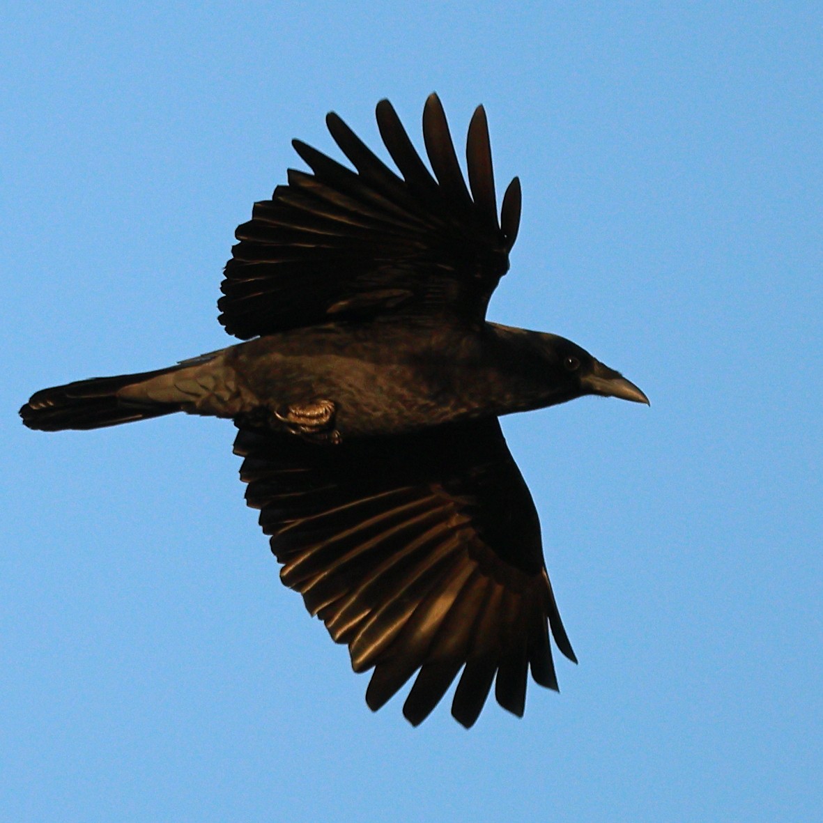 American Crow - ML625436209