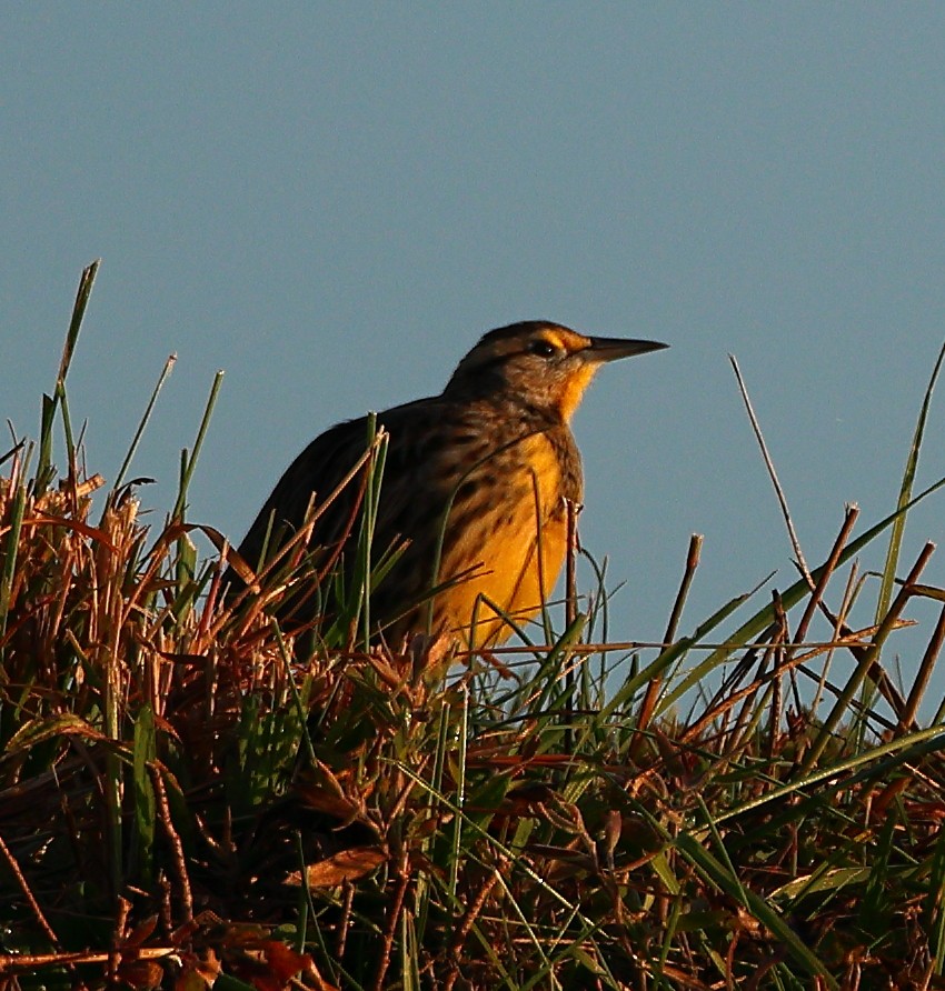 Eastern Meadowlark - ML625436218