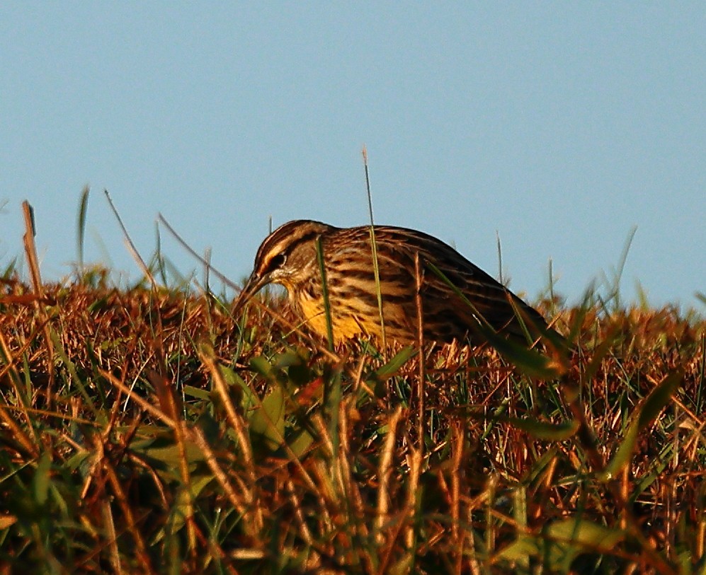 Eastern Meadowlark - ML625436219