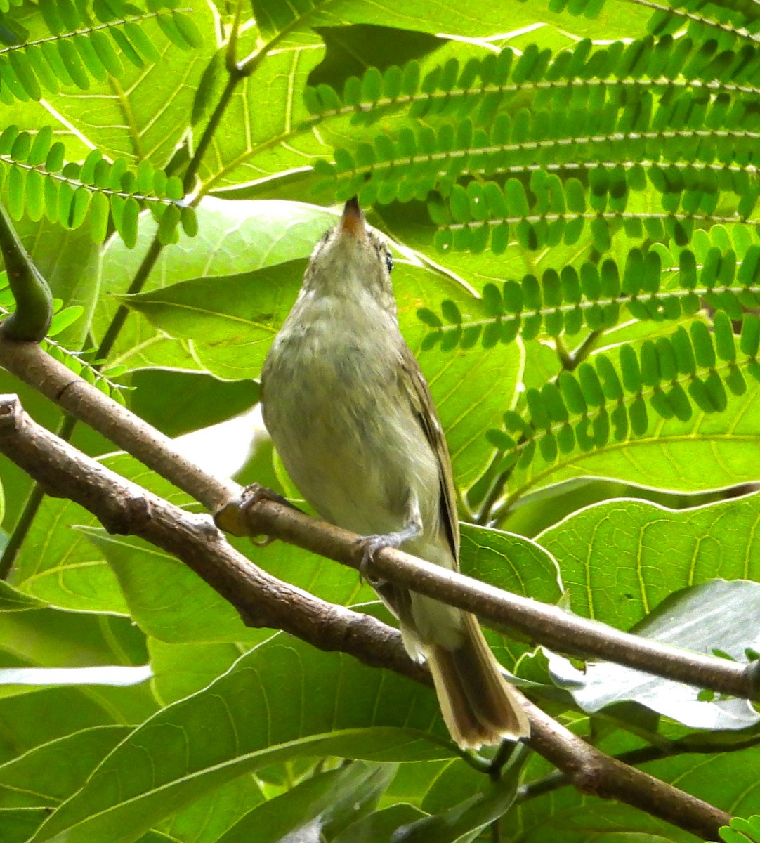 Greenish Warbler - Uma Vaijnath