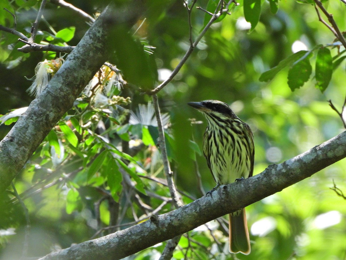 Streaked Flycatcher - ML625436346