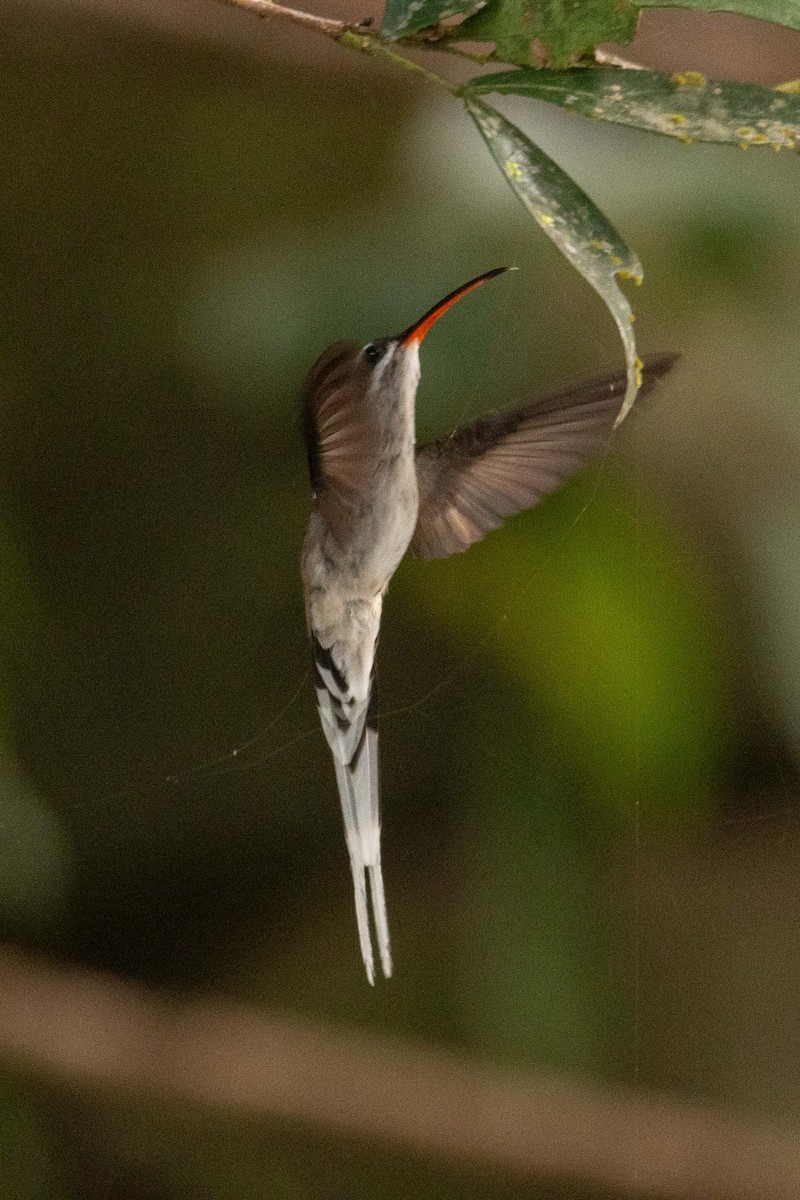 Sooty-capped Hermit - ML625436377