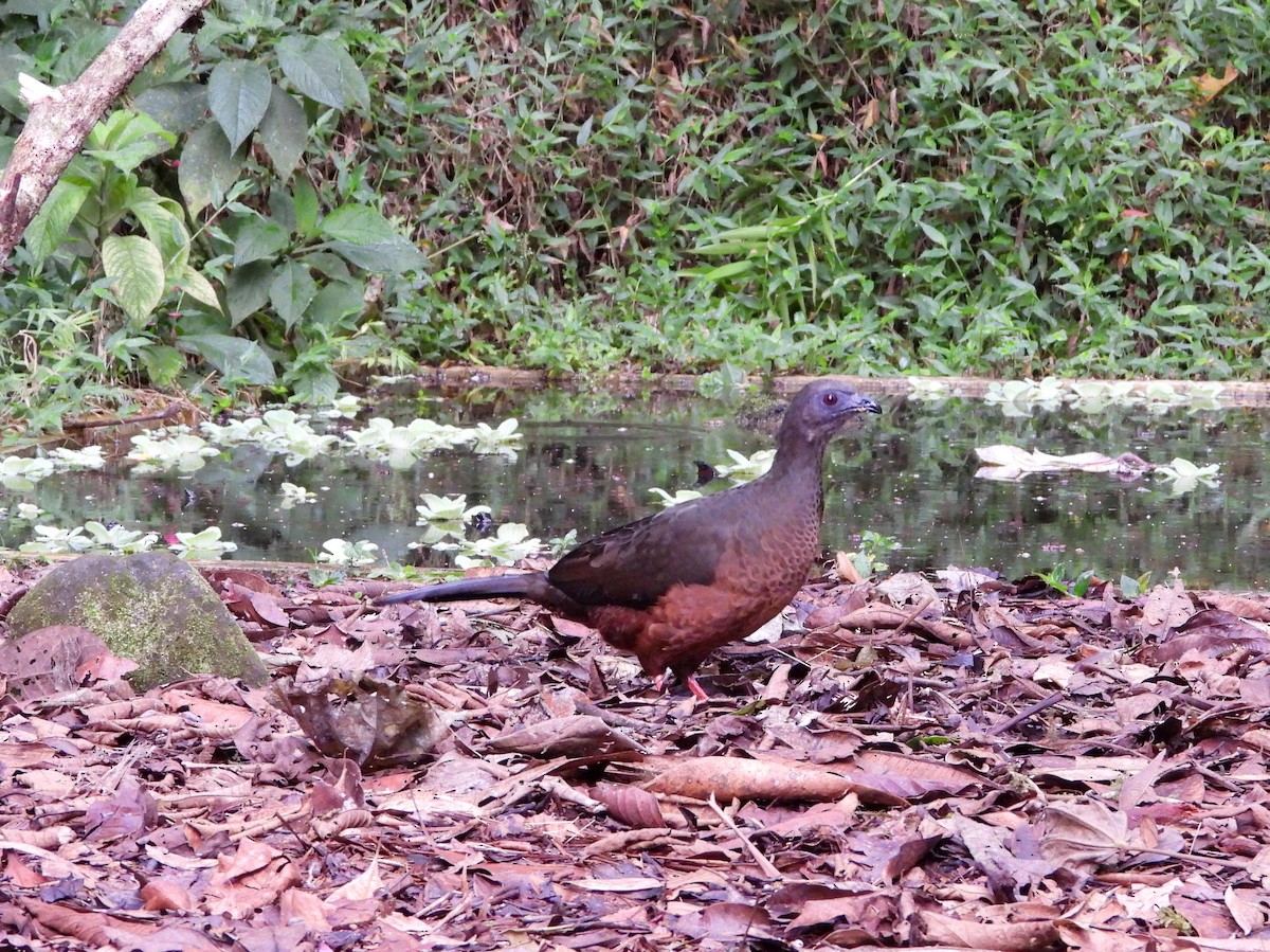 Colombian Chachalaca - ML625436392