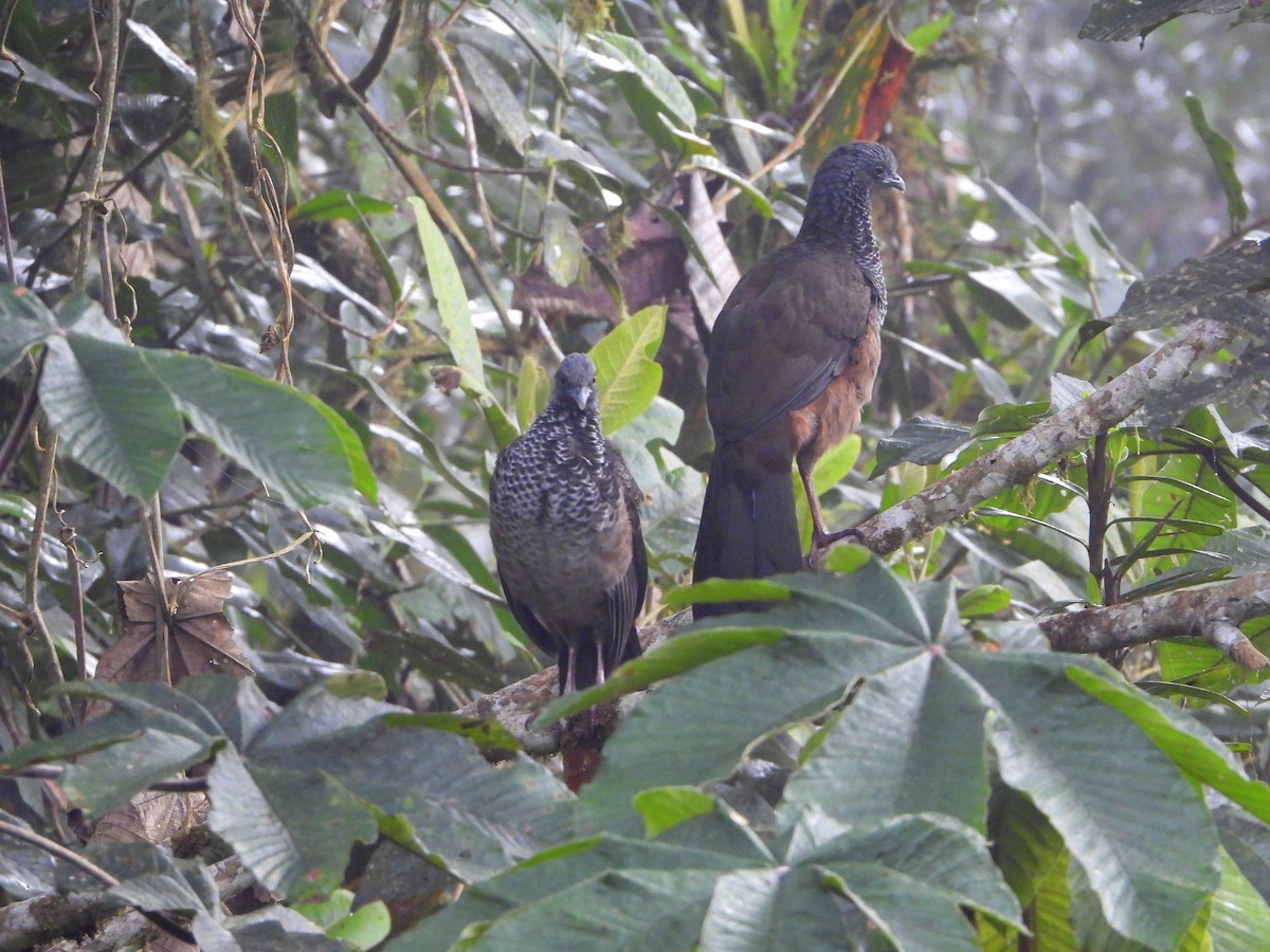 Colombian Chachalaca - ML625436393