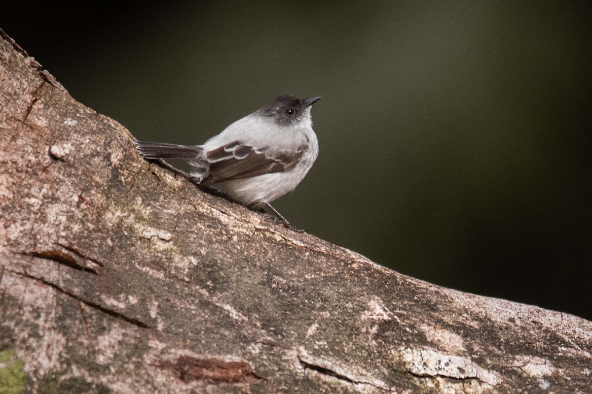 Torrent Tyrannulet - ML625436394