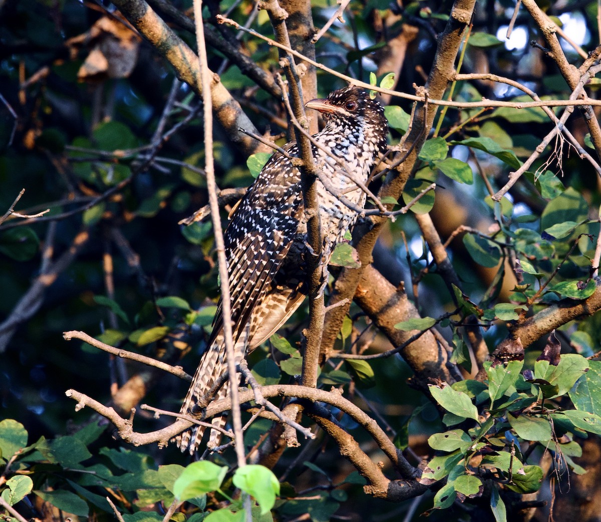 Asian Koel - ML625436395