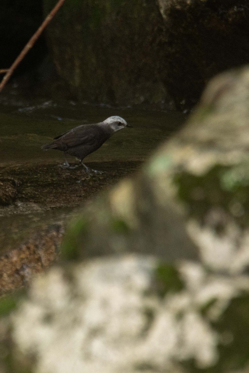 White-capped Dipper - ML625436405