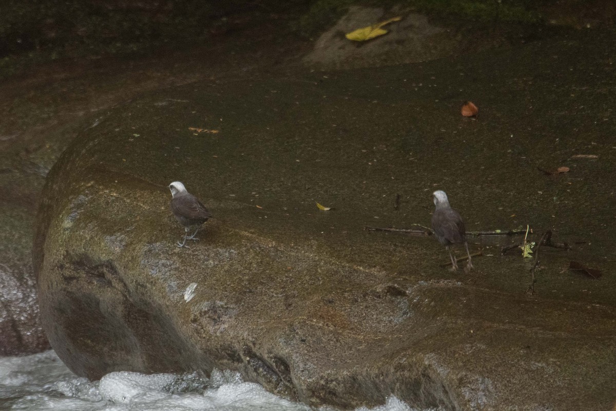 White-capped Dipper - ML625436406