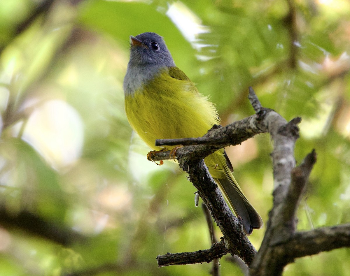 Gray-headed Canary-Flycatcher - ML625436499