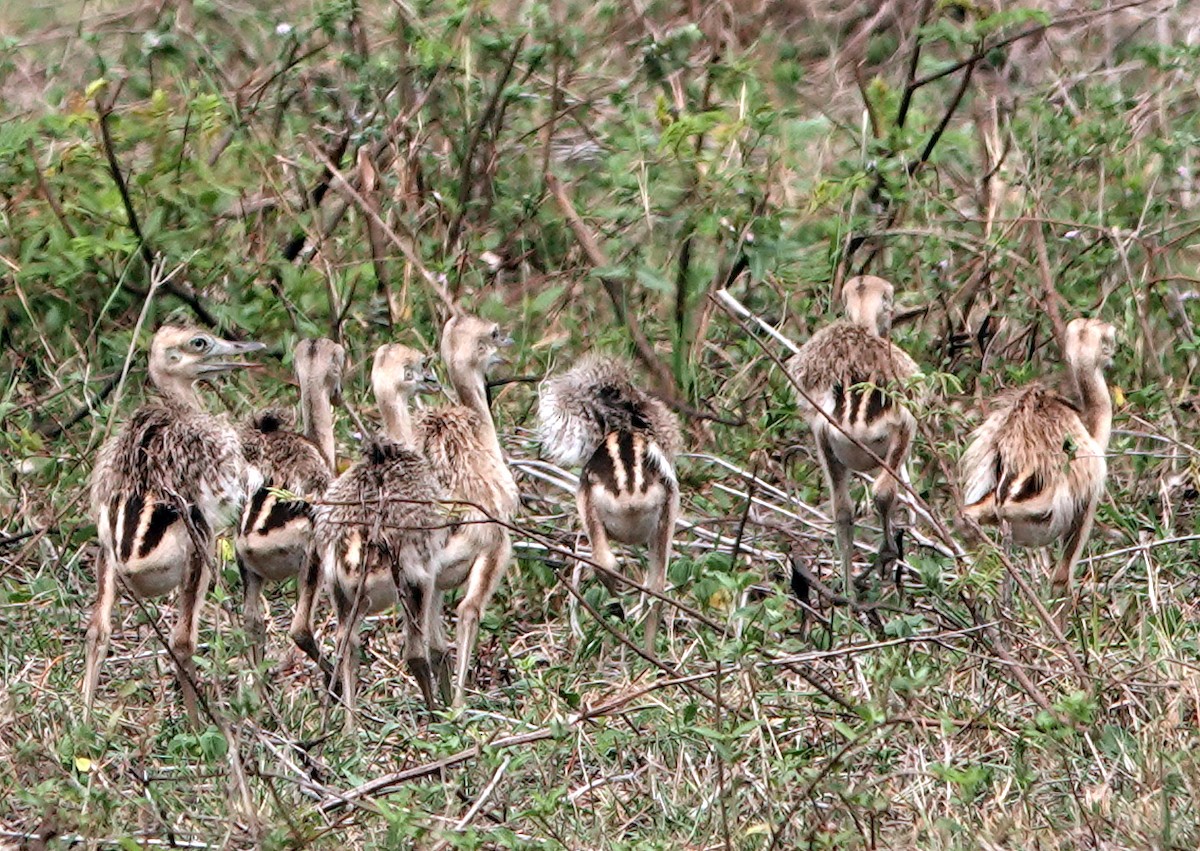 Greater Rhea - ML625436589