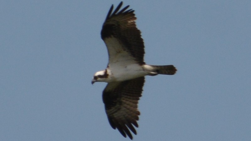 Osprey - ML62543661