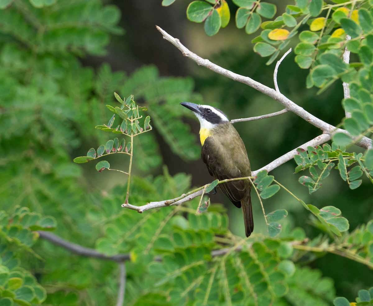 Boat-billed Flycatcher - ML625436618