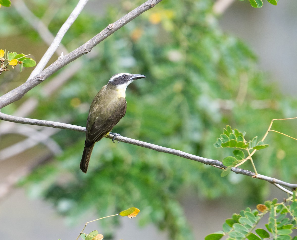 Boat-billed Flycatcher - ML625436623