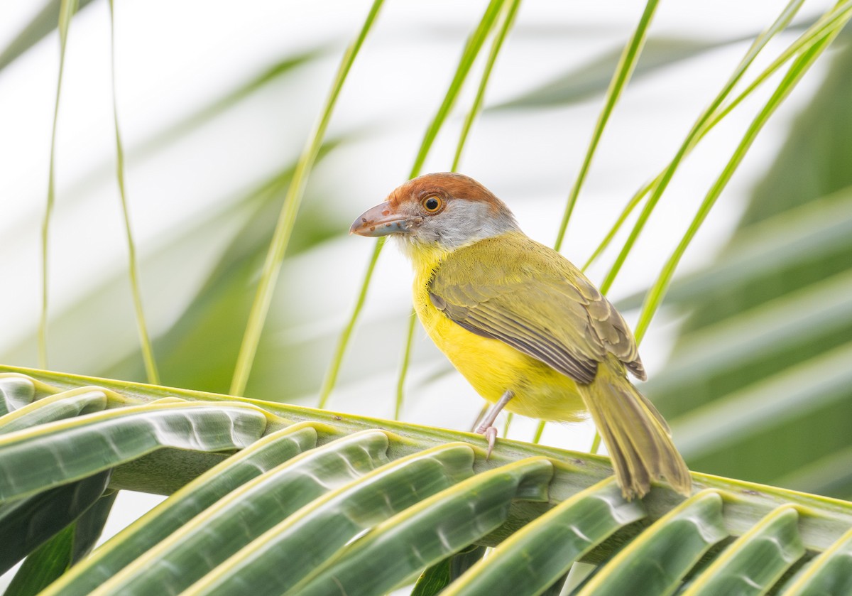 Rufous-browed Peppershrike - ML625436684